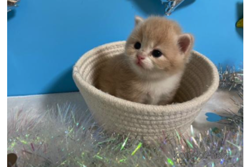 成約済の大阪府のスコティッシュフォールド-68343の2枚目